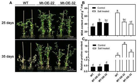 Overexpression of Mtr-miR319a Contributes to Leaf Curl and Salt Stress ...