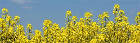 Edible Oils Industry | IVPA Souvenir | Event | Join IVPA