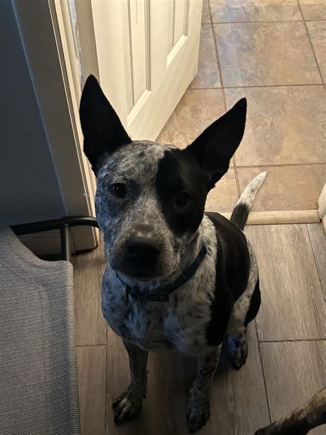 Zwarte Blauwe Heeler Pitbull Mix Australian Cattle Dog Honden Ras: