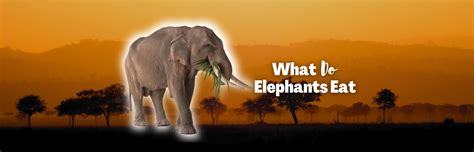 Image result for Python Eating Elephant