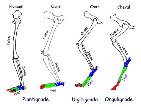 plantigrade | Anatomie, Amphibien