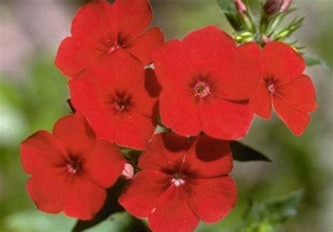 physical Skill in Work : spiritual meaning of flower