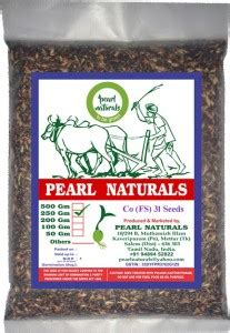 PEARL NATURAL'S Co (FS) 31 Multicut/Perennial Fodder Grass Sorghum ...