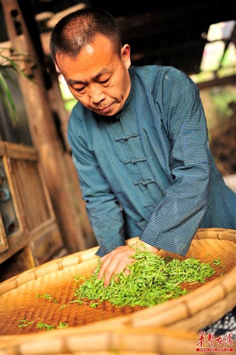 黄金茶传统制作工艺传承人向天顺：工艺有失传危险 - 要闻 - 湖南在线 - 华声在线