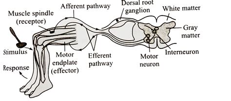 Recognise the figure and find out the correct matching.