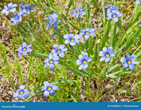 Colorful Blue-Eyed Grass stock photo. Image of blue, sisyrinchium ...