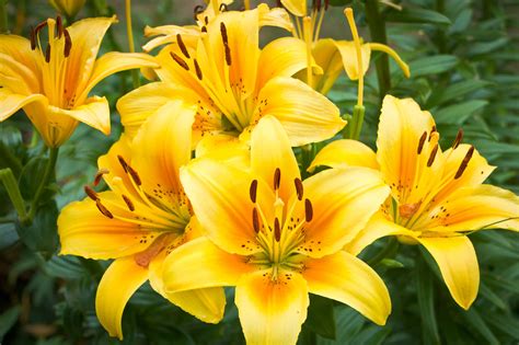 Yellow Daylilies