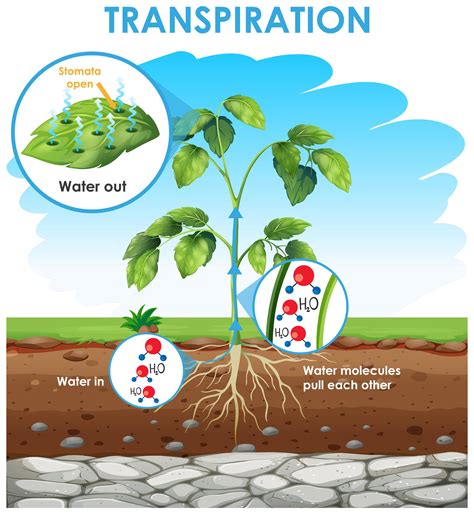 In Plants Excrete at Leo Dartnell blog