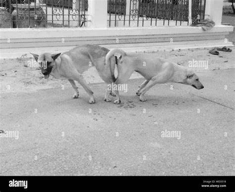 Dogs mating hi-res stock photography and images - Alamy