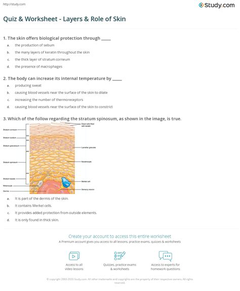 Layers Of Epidermis Quiz at Jose Hopkins blog