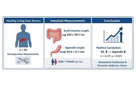Small Intestine and Vermiform Appendix Lengths in Healthy Living Donors ...