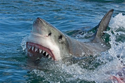 Actual size of legendary shark Megalodon has been revealed - Earth.com