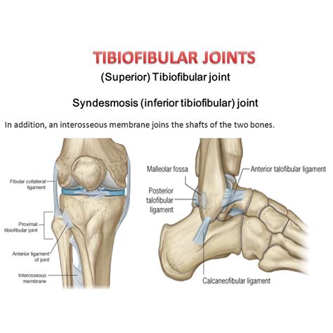 Proximal Tibiofibular Joint