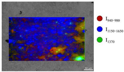 Raman Spectroscopic Investigation of Osteoclastic Activity under the ...