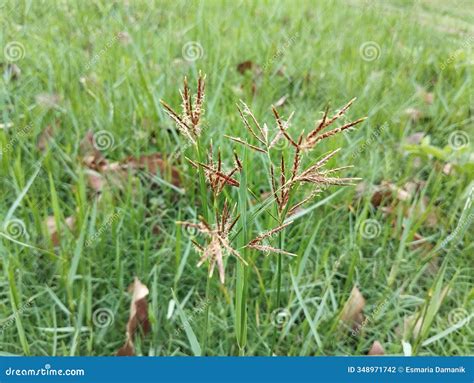 Cyperus Rotundus Coco-grass, Java Grass, Nut Grass, Purple Nut Sedge, Purple Nutsedge, Red Nut ...