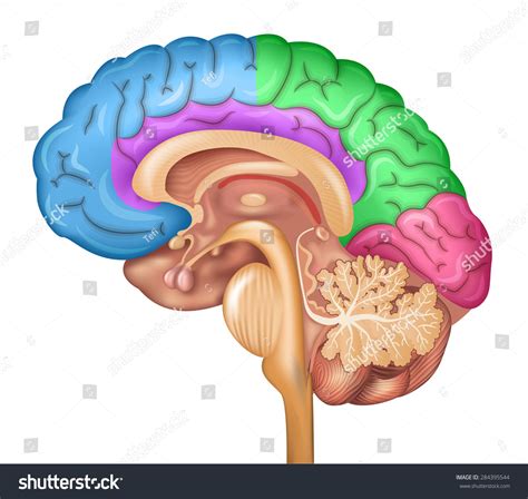 Brain Posterior View