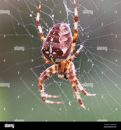 Non venomous spider hi-res stock photography and images - Alamy