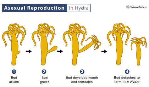 Image result for Asexual Reproduction Examples