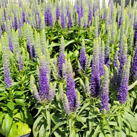 Veronica ‘Royal Candles’ (Spike Speedwell) - Cavano’s Perennials