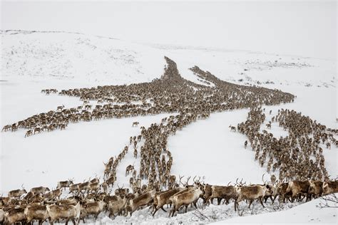 The epic journey of Canada's last (and only) reindeer | National Geographic