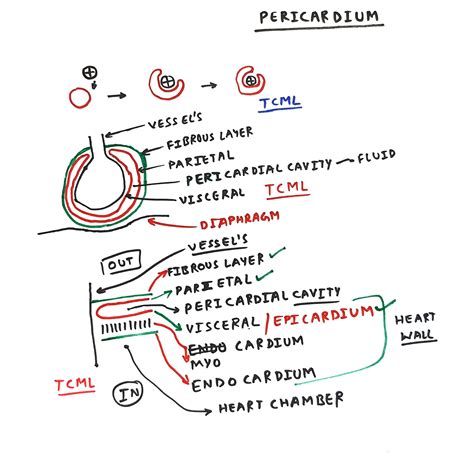 Pericardium - TCML - The Charsi of Medical Literature