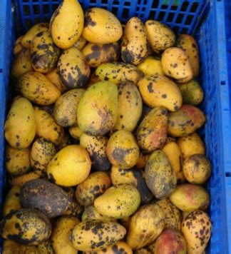 TNAU Agritech Portal :: Crop Protection
