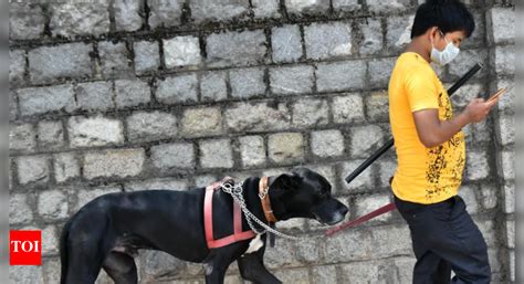 Muzzle and leash your dogs in public, GCC tells Chennai pet owners ...