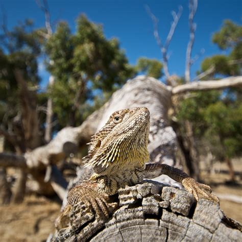 Bearded Dragons in the Wild | Exotics Keeper Magazine