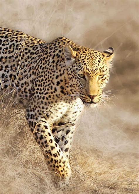 33 African Leopard Facts (Panthera pardus pardus) | Storyteller Travel