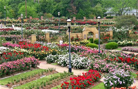 Tyler Texas Rose Garden, photographs, history, map | Jardines fotos ...