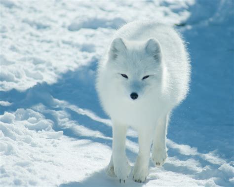 Arctic Fox - Pictures, Diet, Breeding, Life Cycle, Facts, Habitat ...