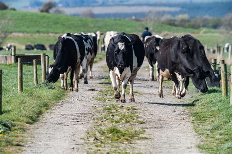 US-Strafzölle werden EU-Molkereiexporte schwächen | agrarheute.com