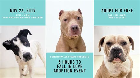 San Angelo's animal shelter is full - free adoptions available ...