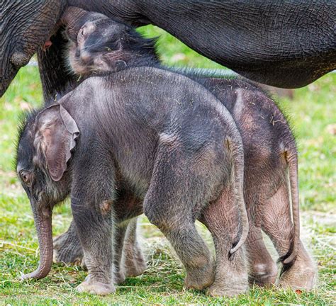 Newborn Elephant Weight