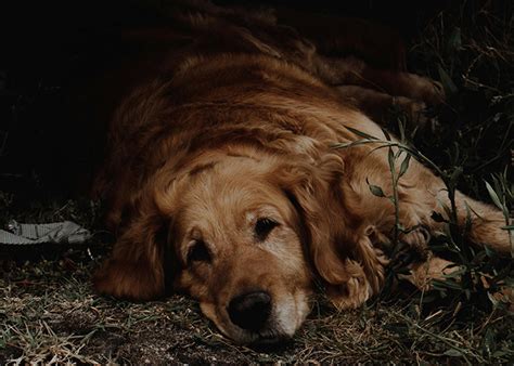 Image result for Evil Humans