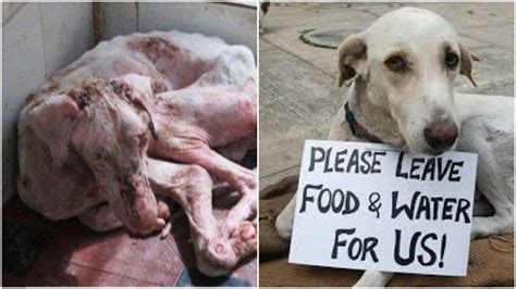 Petition · Save jessy and 460 other dogs survive this lockdown - United ...