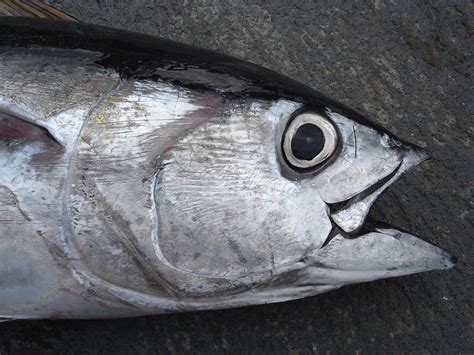 Fisheries 的图像结果