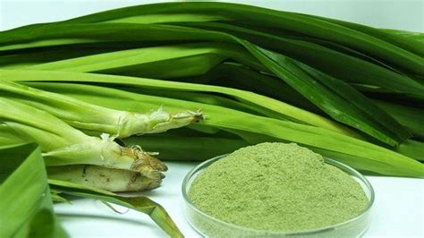 manfaat air rebusan jahe dan daun pandan