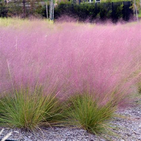 Pink Muhly Grass (Muhlenbergia capillaris)
