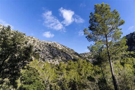 10+ Top Chaparral Plants & Other Characteristics of the Biome