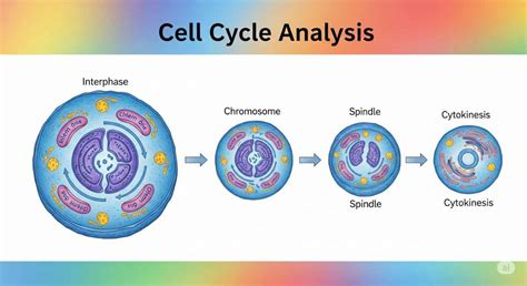 Cell Cycle Analysis Market Companies : Opportunities, Growth Drivers ...
