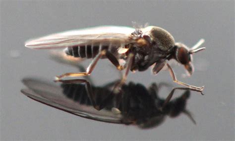 What Are These Tiny Little Black Flies In My House | Psoriasisguru.com