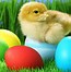 Image result for Easter Bunny Chicken