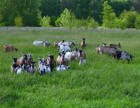 Home - Missdee's French Alpine Dairy Goats
