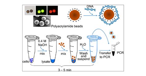 Plasmid Isolation 的图像结果
