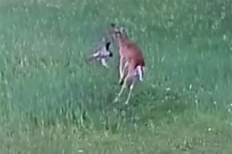 Do Deer Attack People