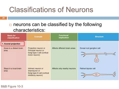 Organization of the nervous system | PPTX
