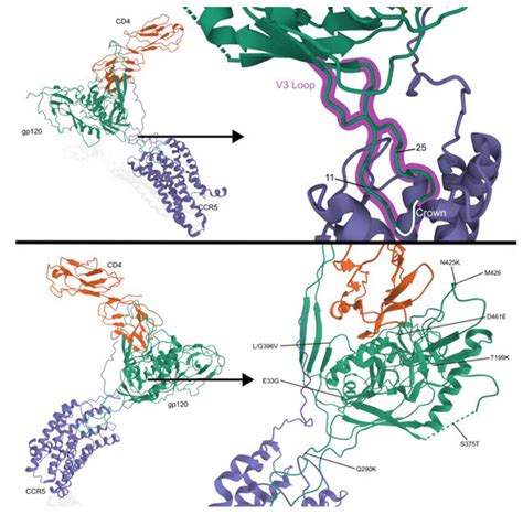 The Effect of Treatment-Associated Mutations on HIV Replication and ...
