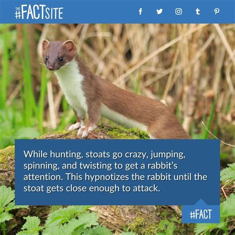 70 interesting animal fact images the fact site – Artofit
