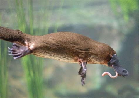 Platypus Behavior - AnimalBehaviorCorner